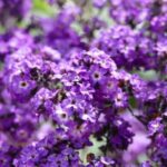 Heliotropas