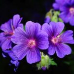Pelargonija