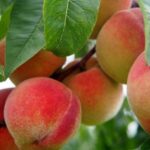 Persikas