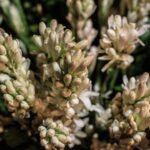Tuberoza