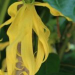 Ylang-ylang